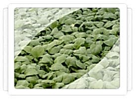 Karnabahar Fidesi Üretimi